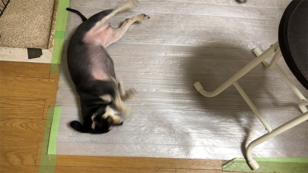 f:id:akie1000:20190321231752j:image