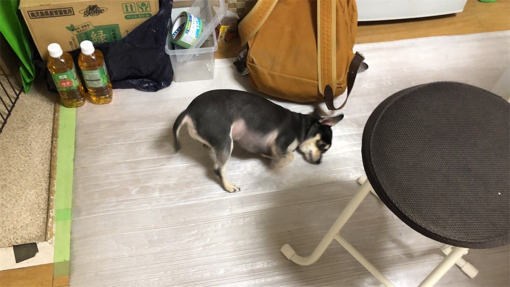 f:id:akie1000:20190321231805j:image