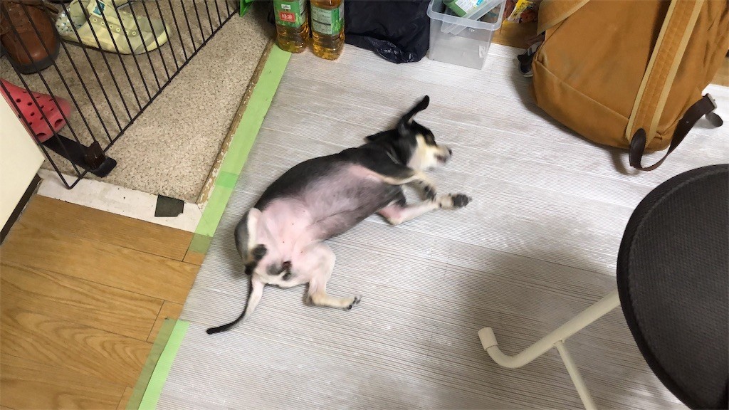 f:id:akie1000:20190321231815j:image