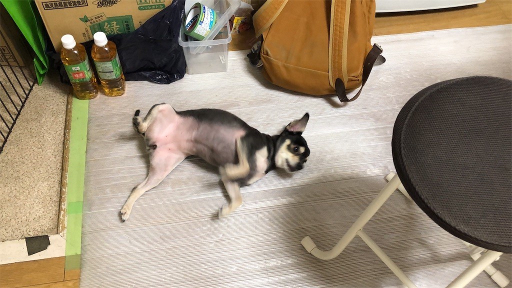 f:id:akie1000:20190321231832j:image