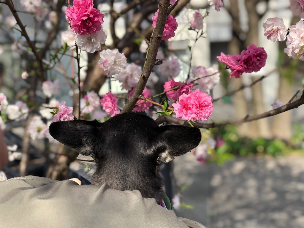 f:id:akie1000:20190331224650j:image