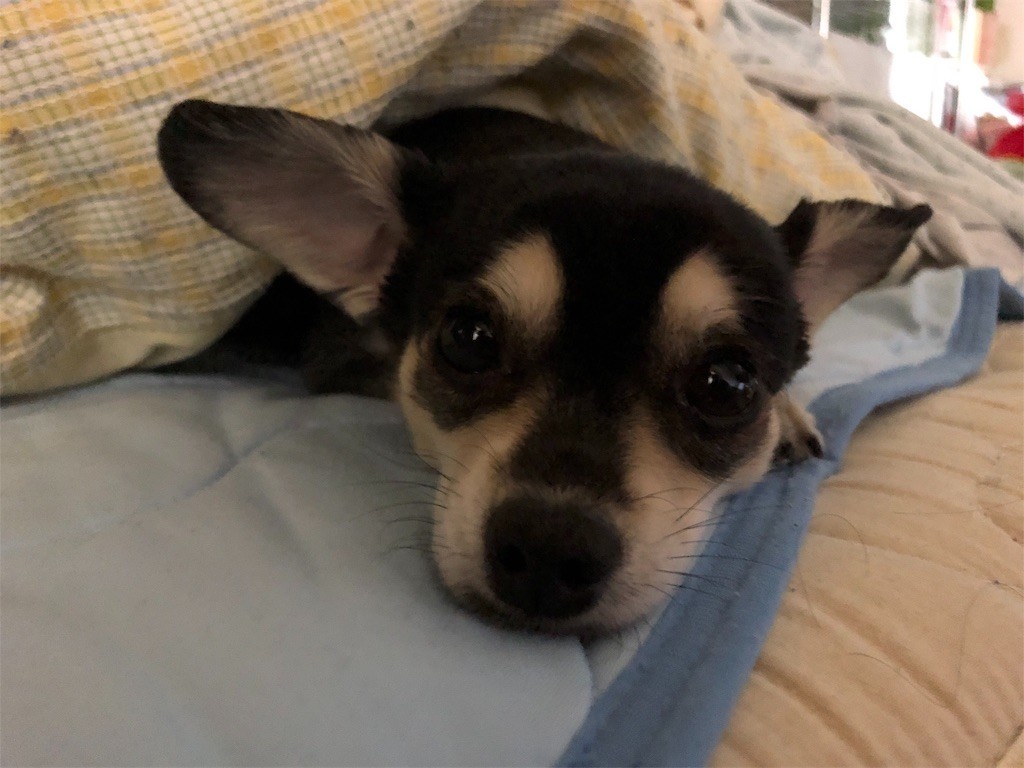 f:id:akie1000:20190331225908j:image