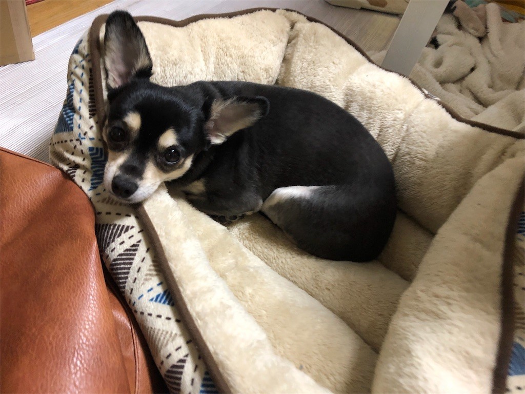 f:id:akie1000:20190331225915j:image