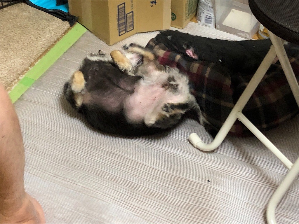 f:id:akie1000:20190503234625j:image f:id:akie1000:20190503234625j:image
