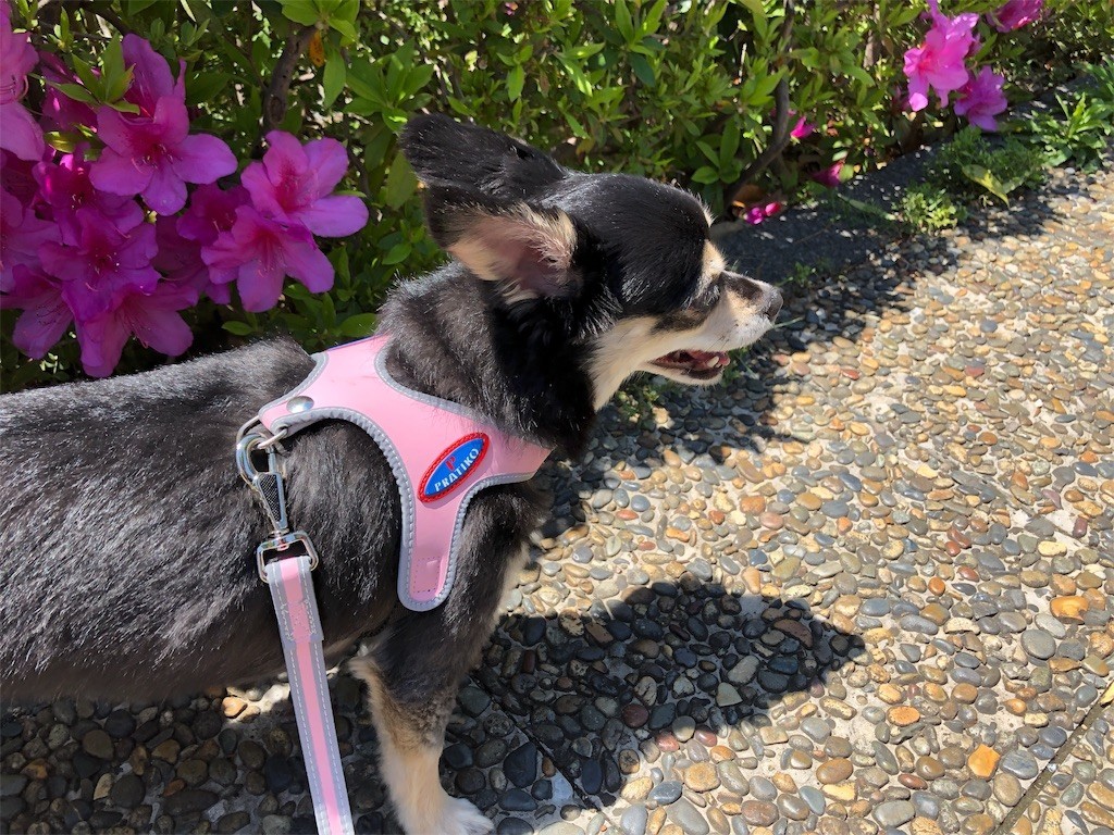 f:id:akie1000:20190503234700j:image f:id:akie1000:20190503234700j:image