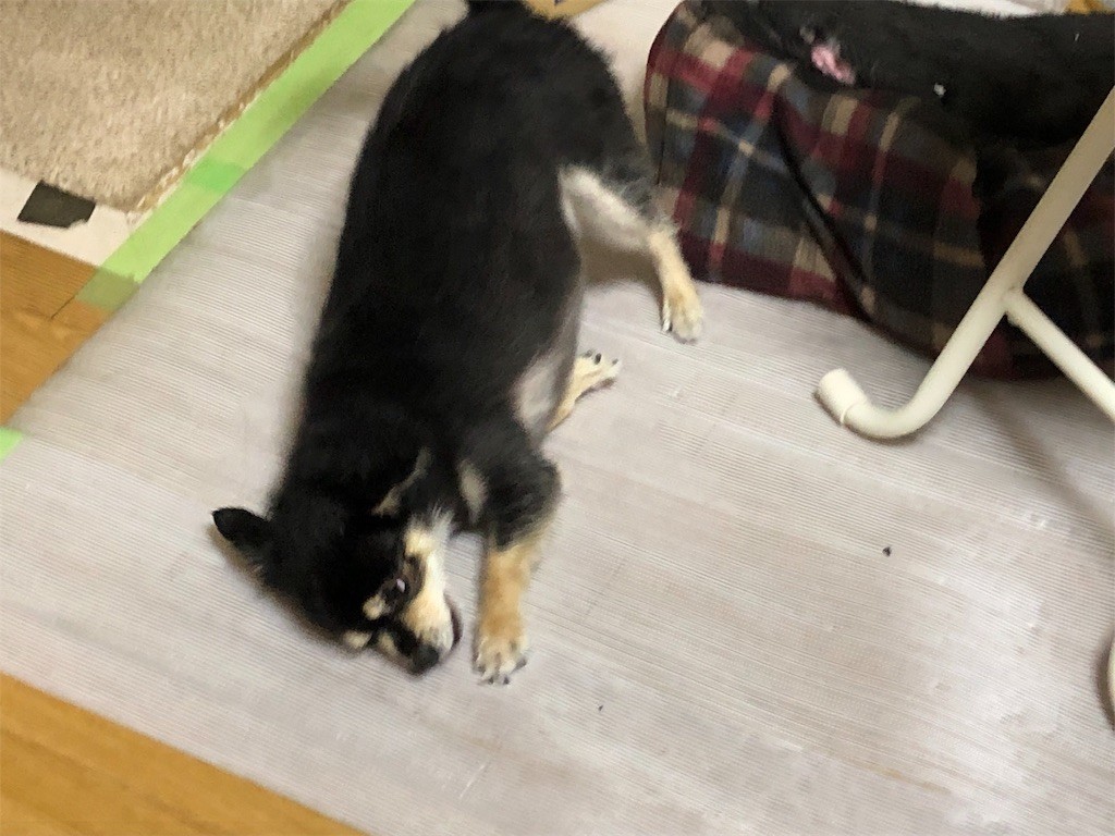 f:id:akie1000:20190503234717j:image f:id:akie1000:20190503234717j:image