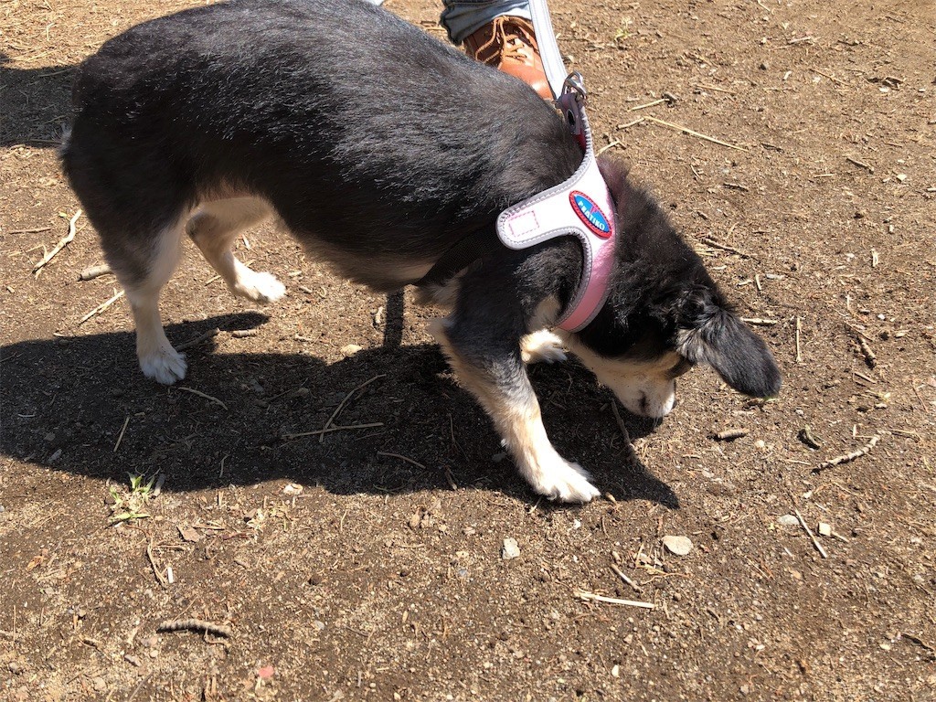 f:id:akie1000:20190503234739j:image f:id:akie1000:20190503234739j:image