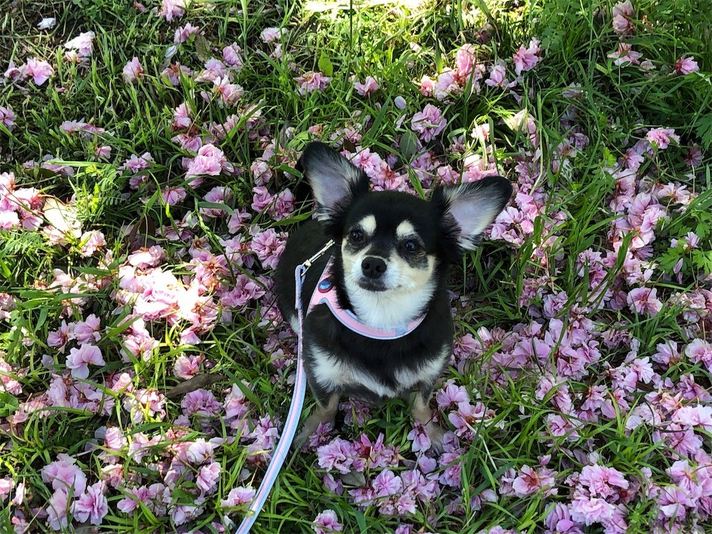 f:id:akie1000:20190503234827j:image f:id:akie1000:20190503234827j:image