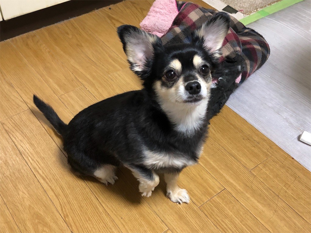 f:id:akie1000:20190503235228j:image
