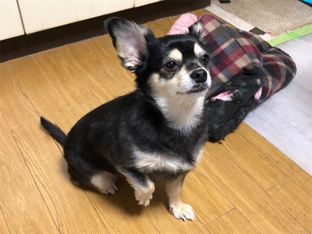f:id:akie1000:20190503235231j:image