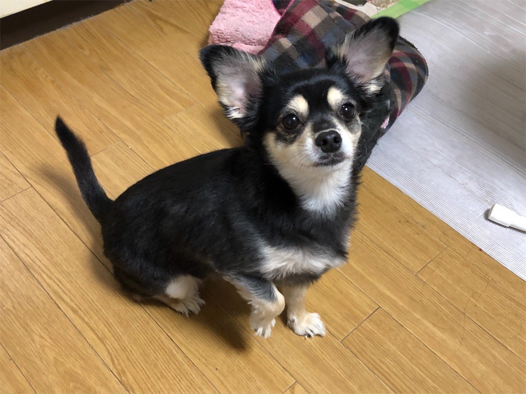 f:id:akie1000:20190503235234j:image