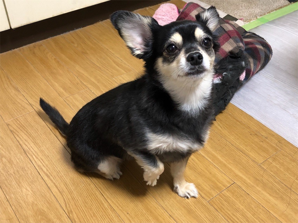 f:id:akie1000:20190503235238j:image