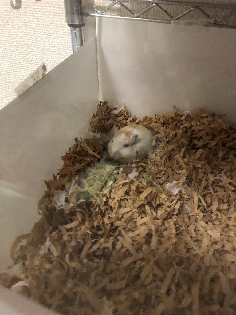 f:id:akie1000:20190510151528j:image