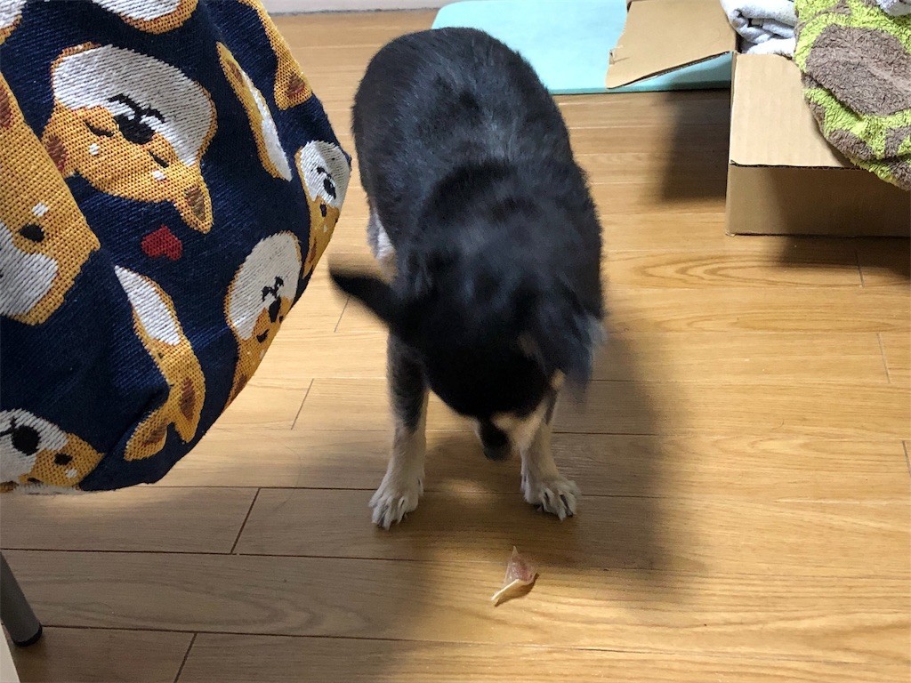 f:id:akie1000:20190510153151j:image