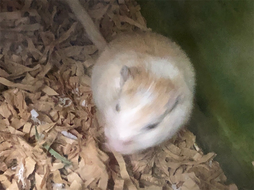 f:id:akie1000:20190517222612j:image