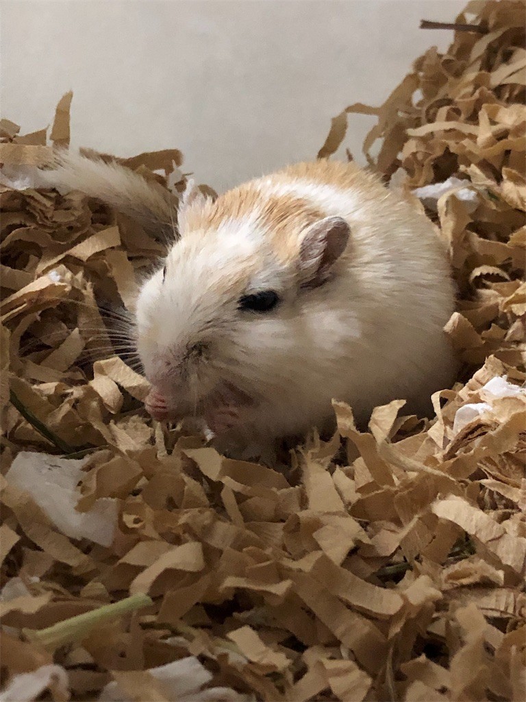 f:id:akie1000:20190517225125j:image