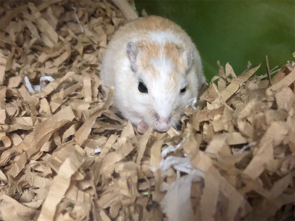 f:id:akie1000:20190517225128j:image