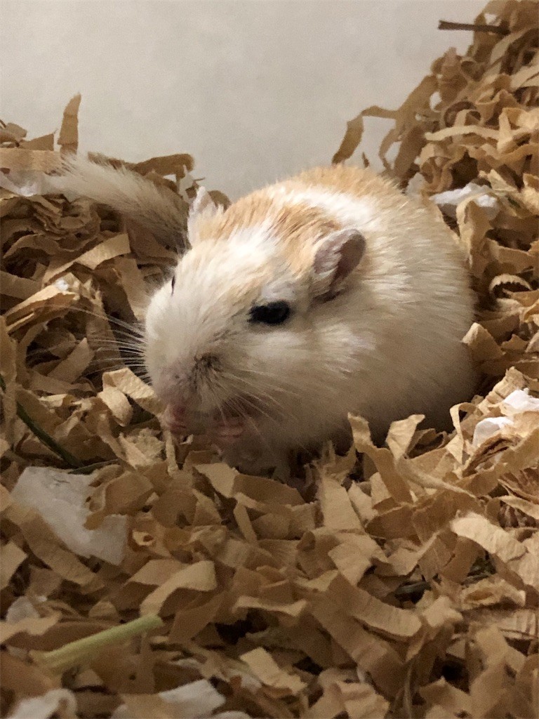 f:id:akie1000:20190517225133j:image