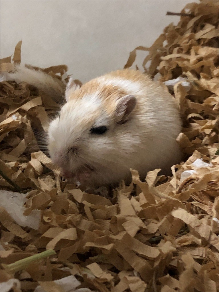 f:id:akie1000:20190517225137j:image