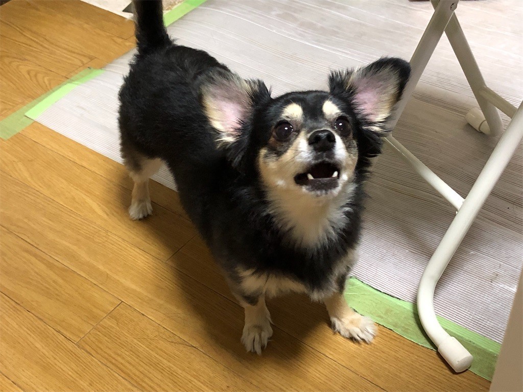 f:id:akie1000:20190522155254j:image