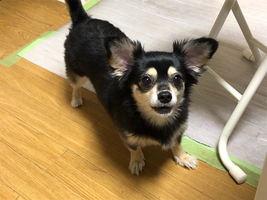 f:id:akie1000:20190522155256j:image