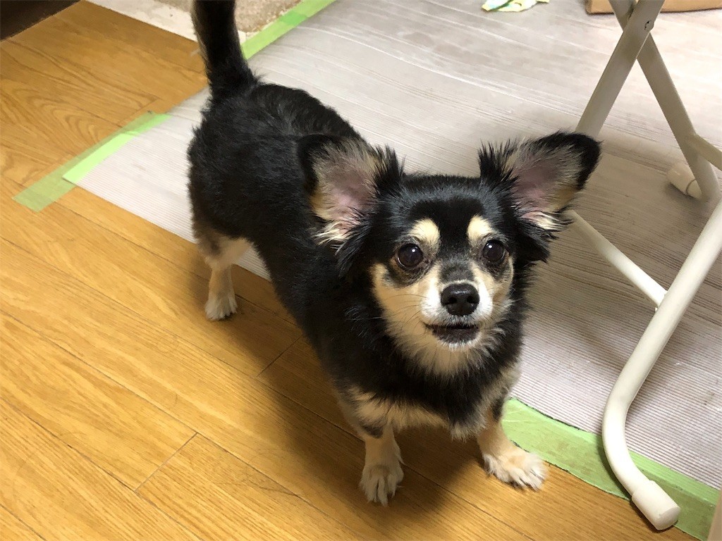 f:id:akie1000:20190522155305j:image