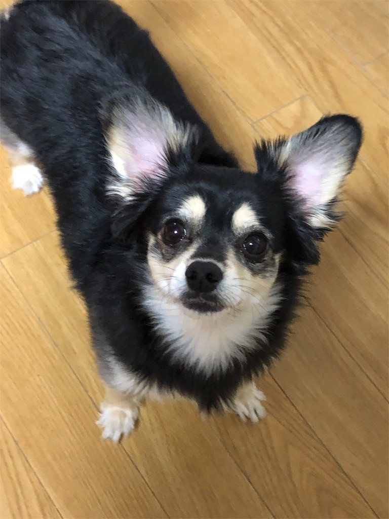 f:id:akie1000:20190526120142j:image