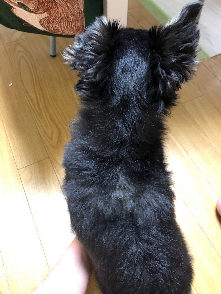 f:id:akie1000:20190526120637j:image