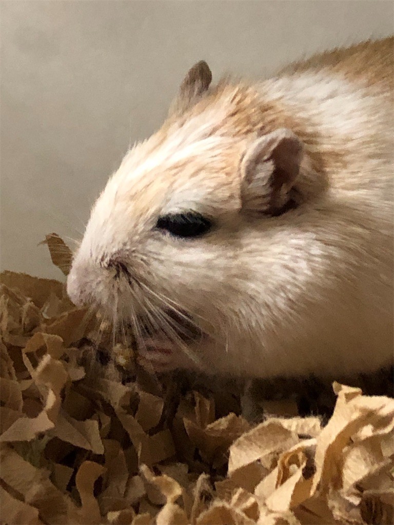 f:id:akie1000:20190529211119j:image
