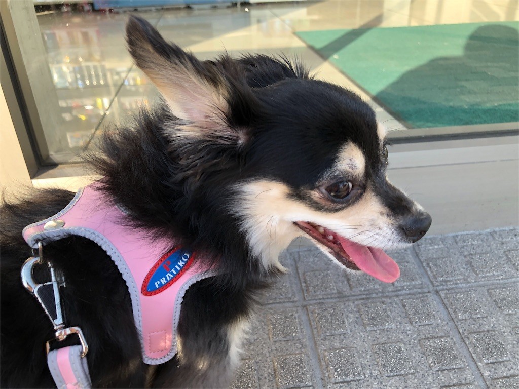 f:id:akie1000:20190605112320j:image