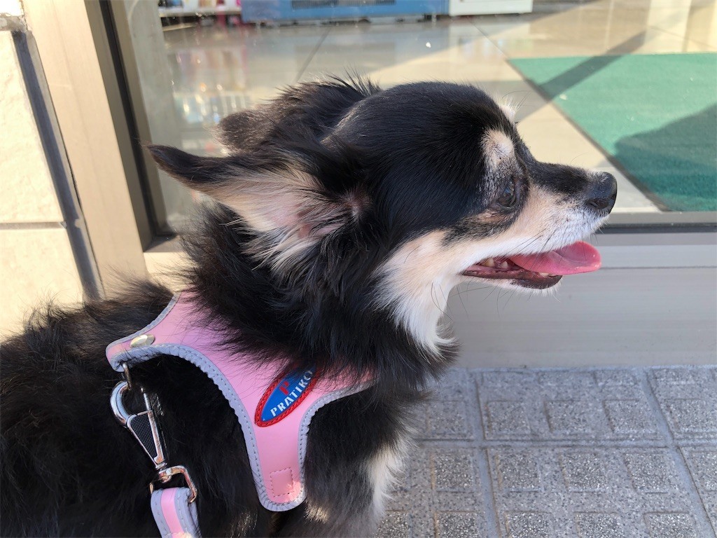 f:id:akie1000:20190605112351j:image