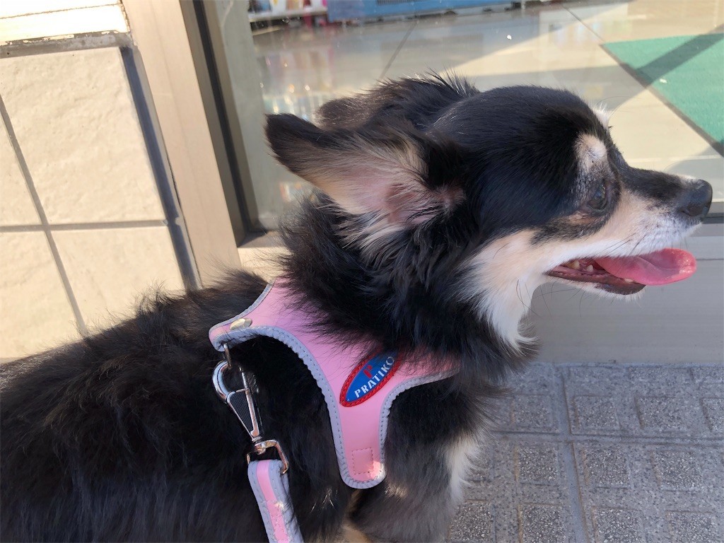 f:id:akie1000:20190605112409j:image