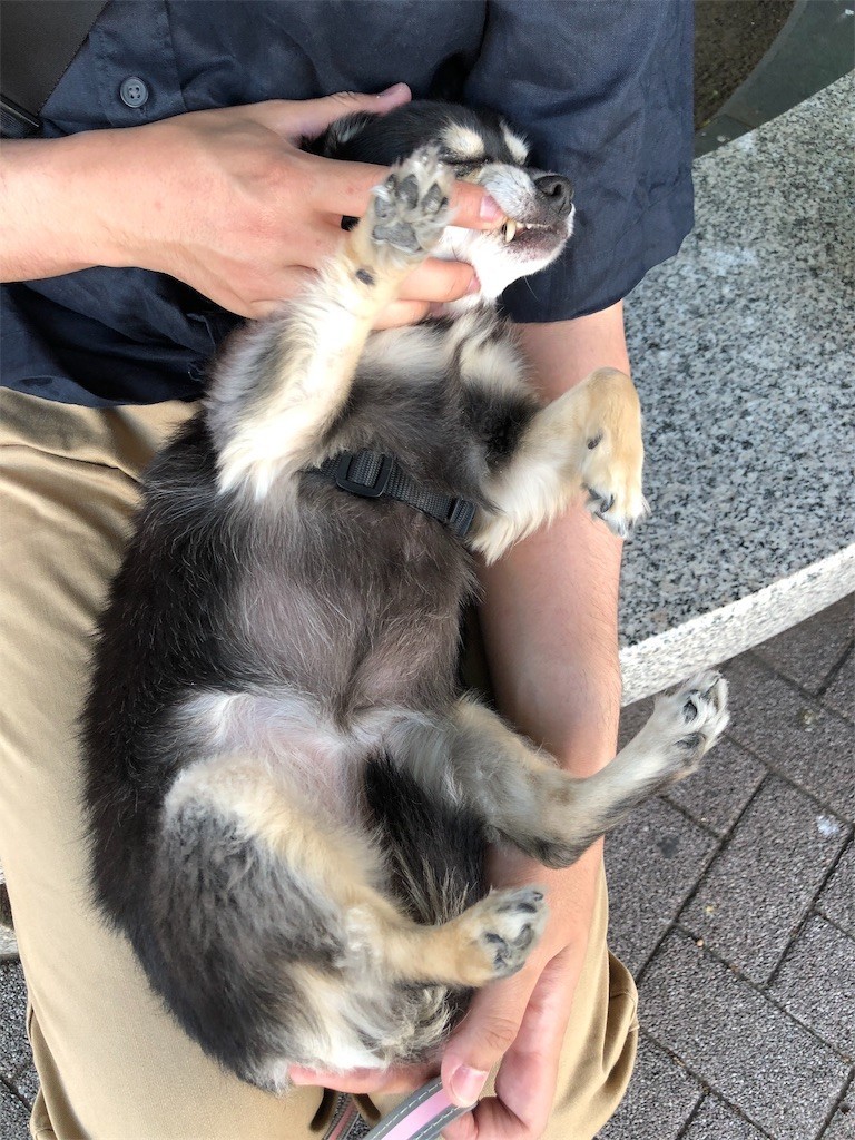 f:id:akie1000:20190605112417j:image