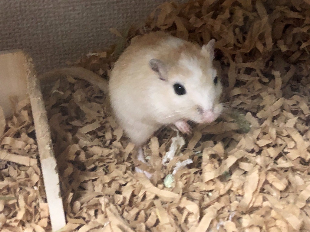 f:id:akie1000:20190610110356j:image