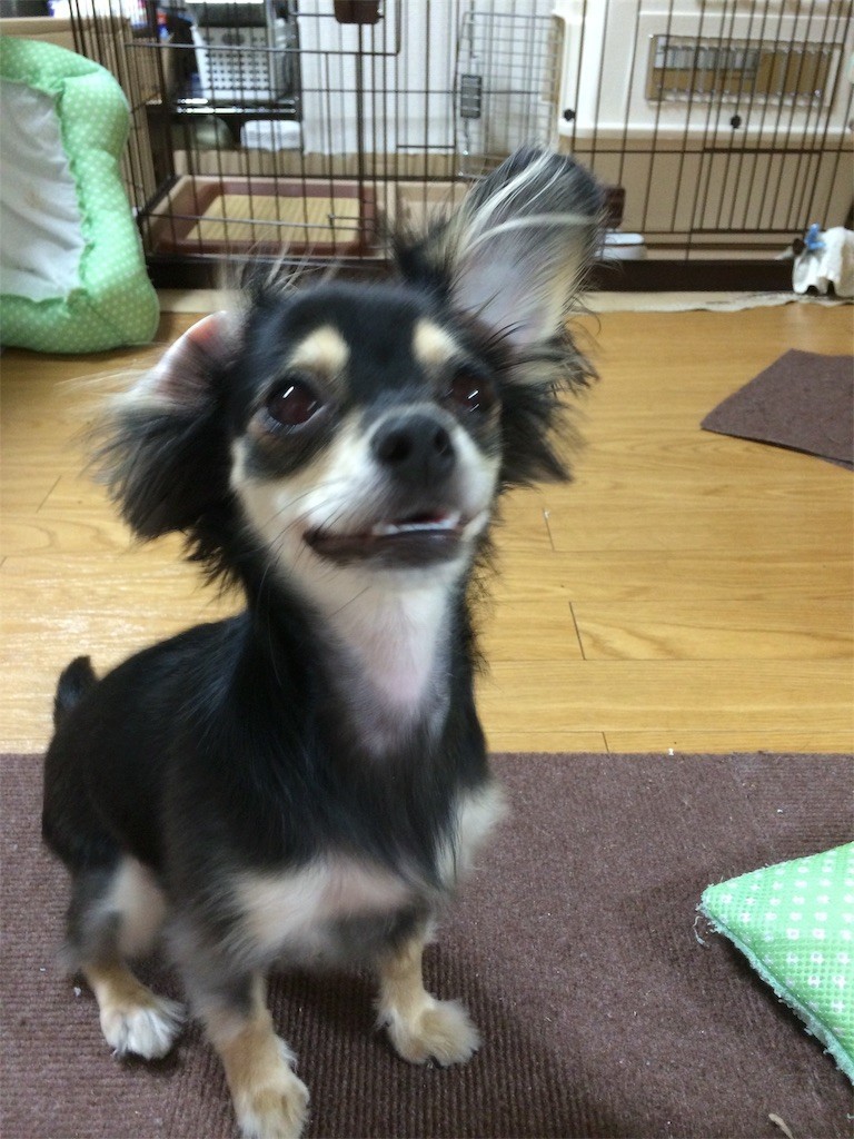 f:id:akie1000:20190618144300j:image