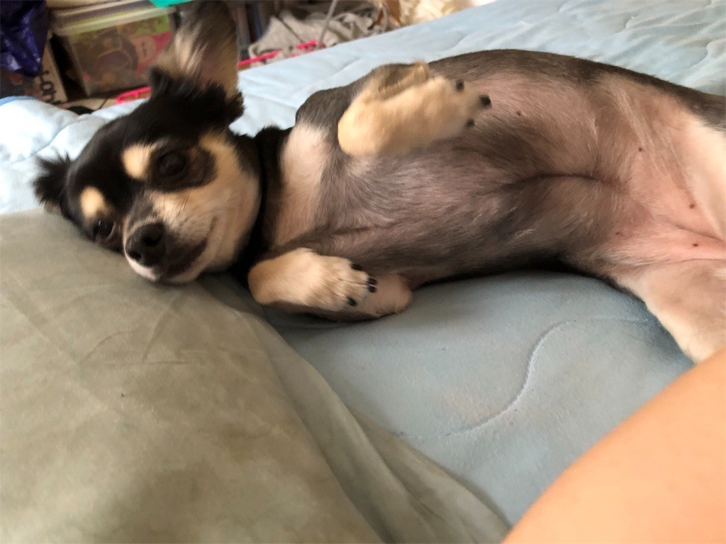 f:id:akie1000:20190618151147j:image