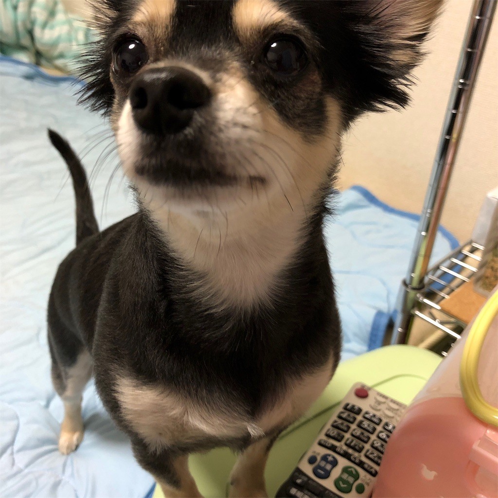 f:id:akie1000:20190630193824j:image