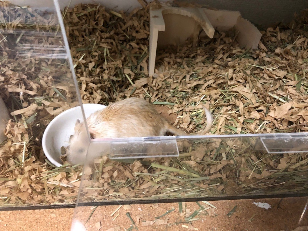 f:id:akie1000:20190717201329j:image