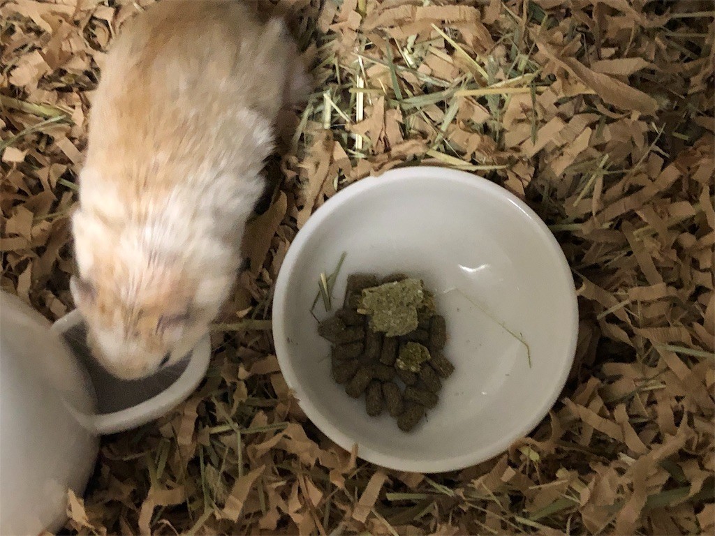 f:id:akie1000:20190717201547j:image