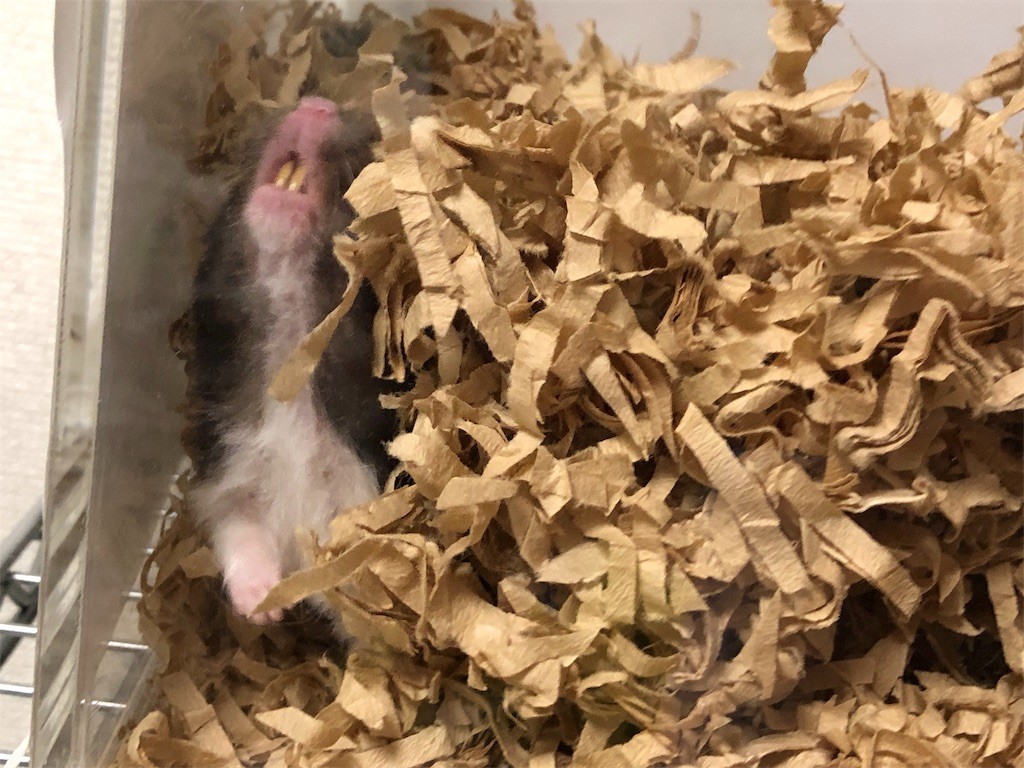 f:id:akie1000:20190717201712j:image