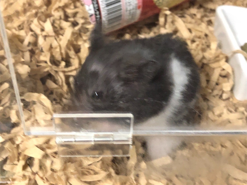 f:id:akie1000:20190717201715j:image