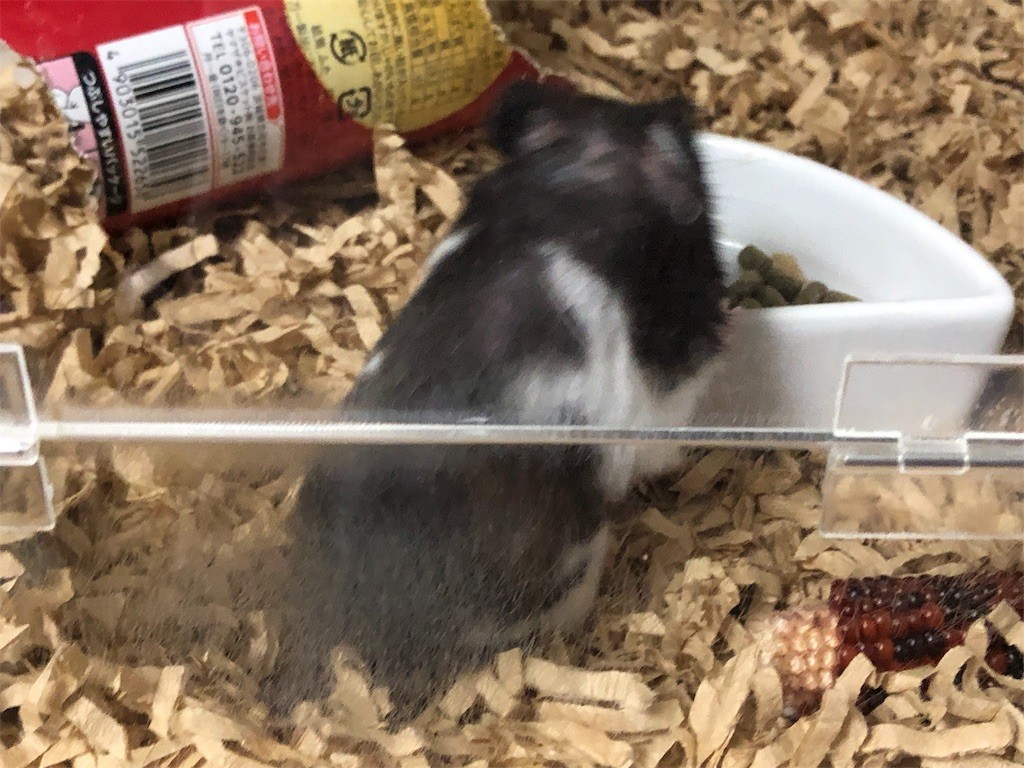 f:id:akie1000:20190717201721j:image