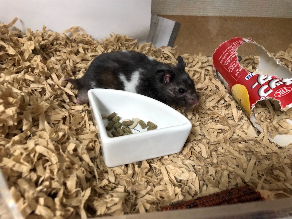 f:id:akie1000:20190717201728j:image