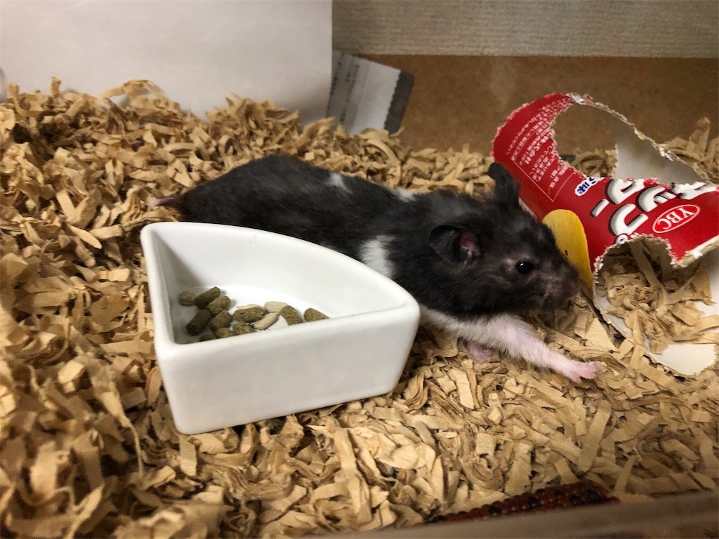 f:id:akie1000:20190717201742j:image