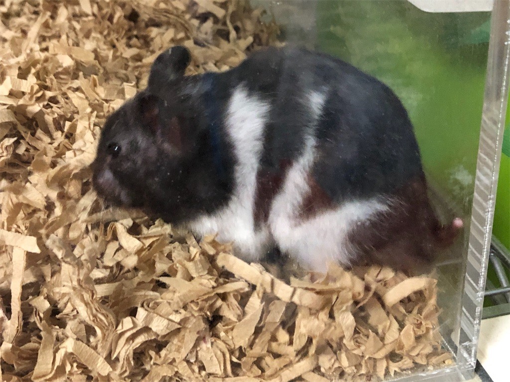 f:id:akie1000:20190717201746j:image