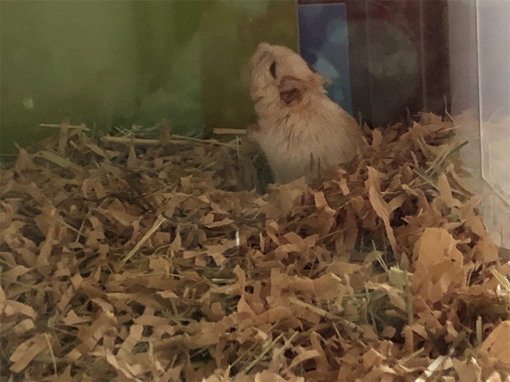 f:id:akie1000:20190717202511j:image