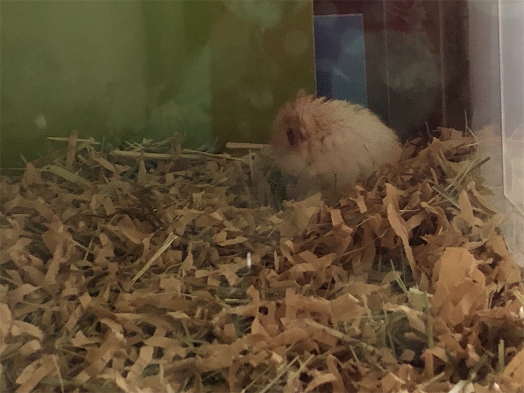 f:id:akie1000:20190717202521j:image