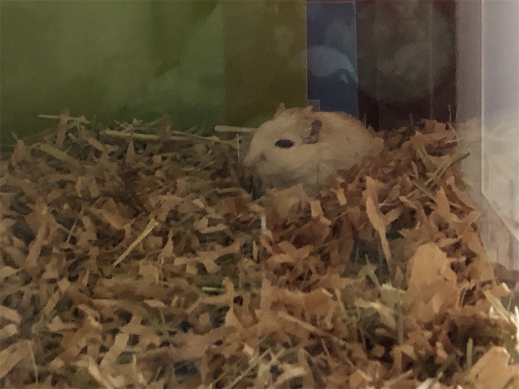 f:id:akie1000:20190717202525j:image