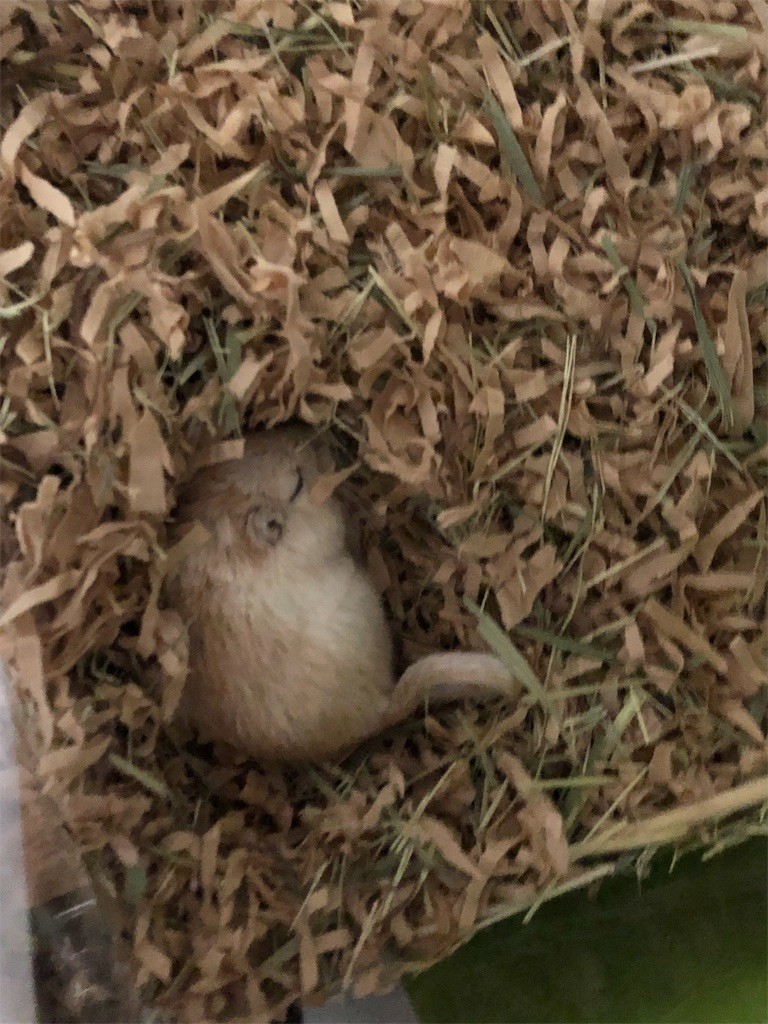 f:id:akie1000:20190717202529j:image