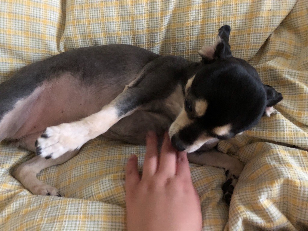 f:id:akie1000:20190717203253j:image